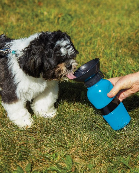 aqua_dog_03